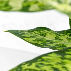 Dieffenbachia 'Vesuvius'