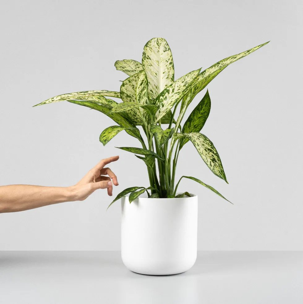Dieffenbachia 'Vesuvius'