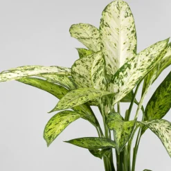 Dieffenbachia 'Vesuvius'