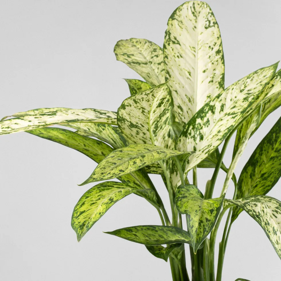 Dieffenbachia 'Vesuvius'