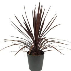 Dracaena Cordyline australis 'Red Star'