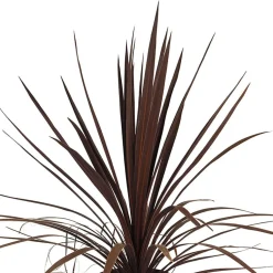 Dracaena Cordyline australis 'Red Star'