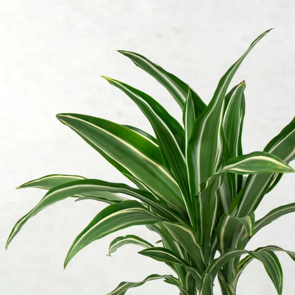Dracaena fragrans