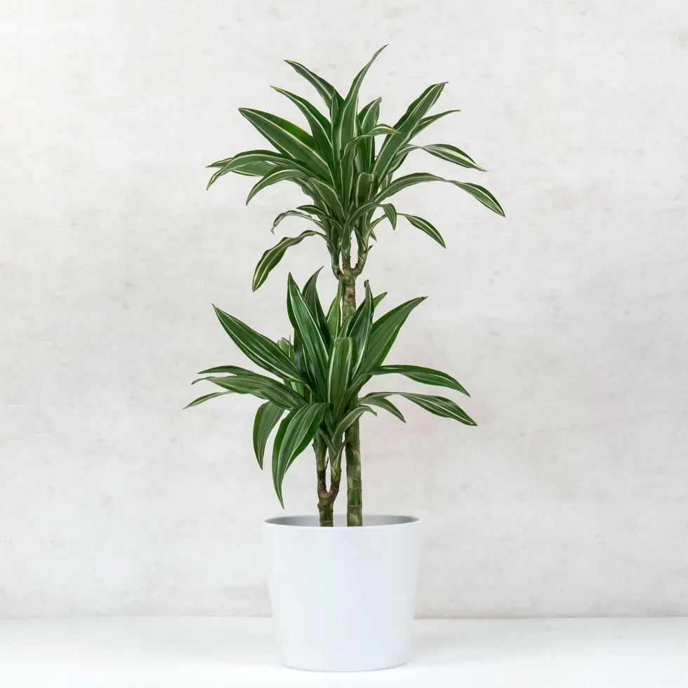 Dracaena fragrans