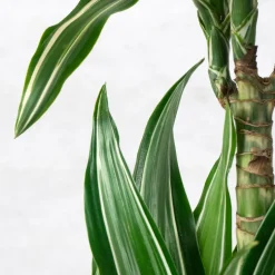 Dracaena fragrans