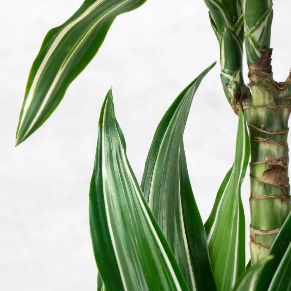 Dracaena fragrans