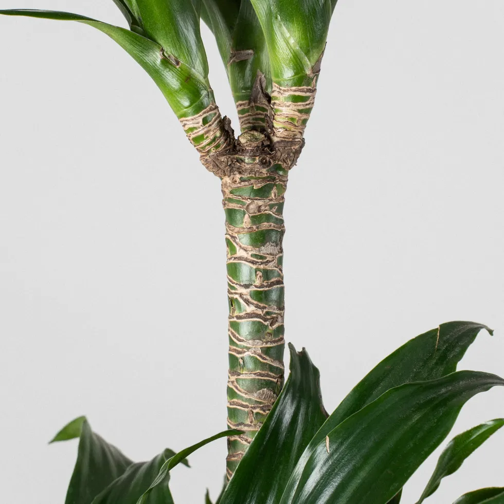 Dracaena fragrans 'Compacta'