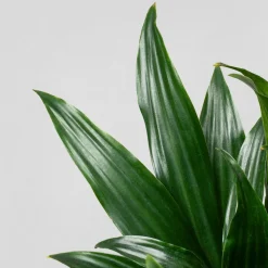 Dracaena fragrans 'Compacta'