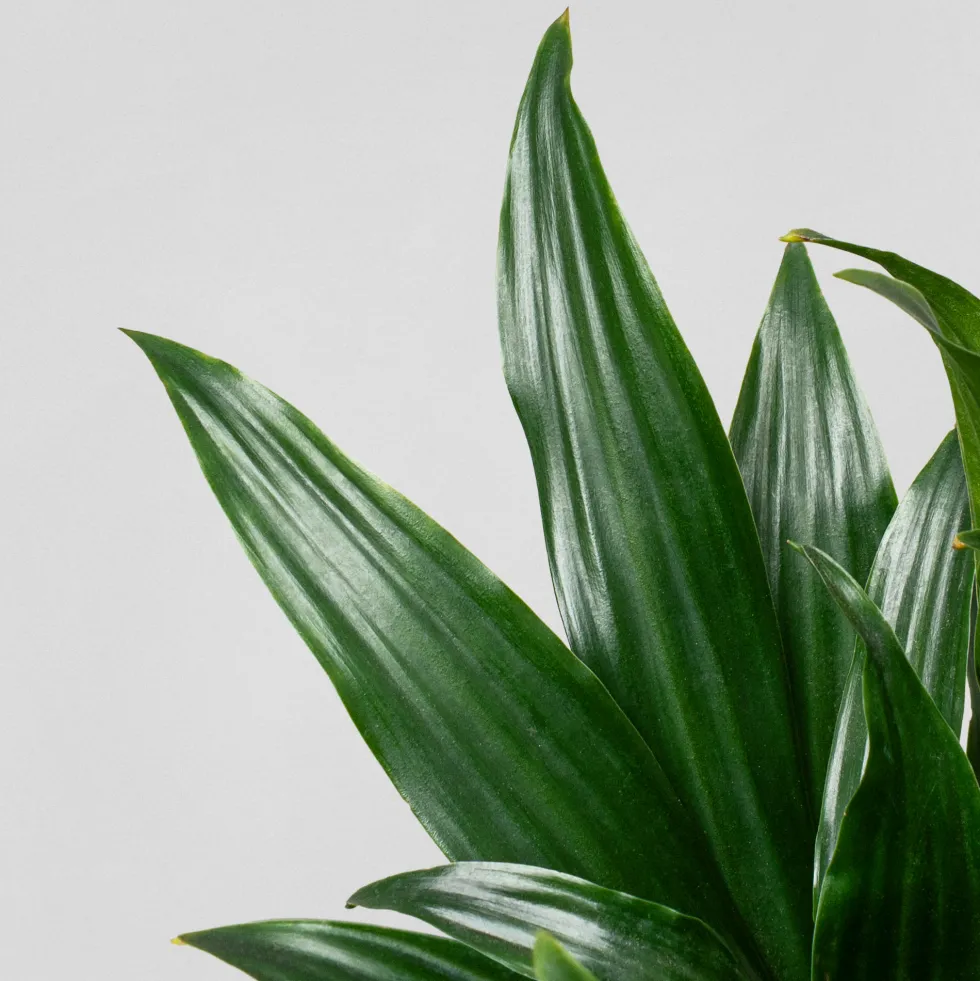Dracaena fragrans 'Compacta'