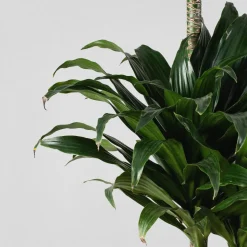 Dracaena fragrans 'Compacta'