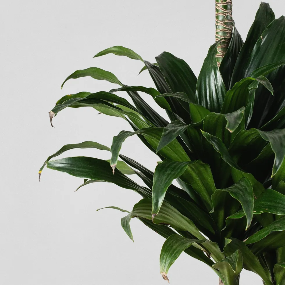 Dracaena fragrans 'Compacta'