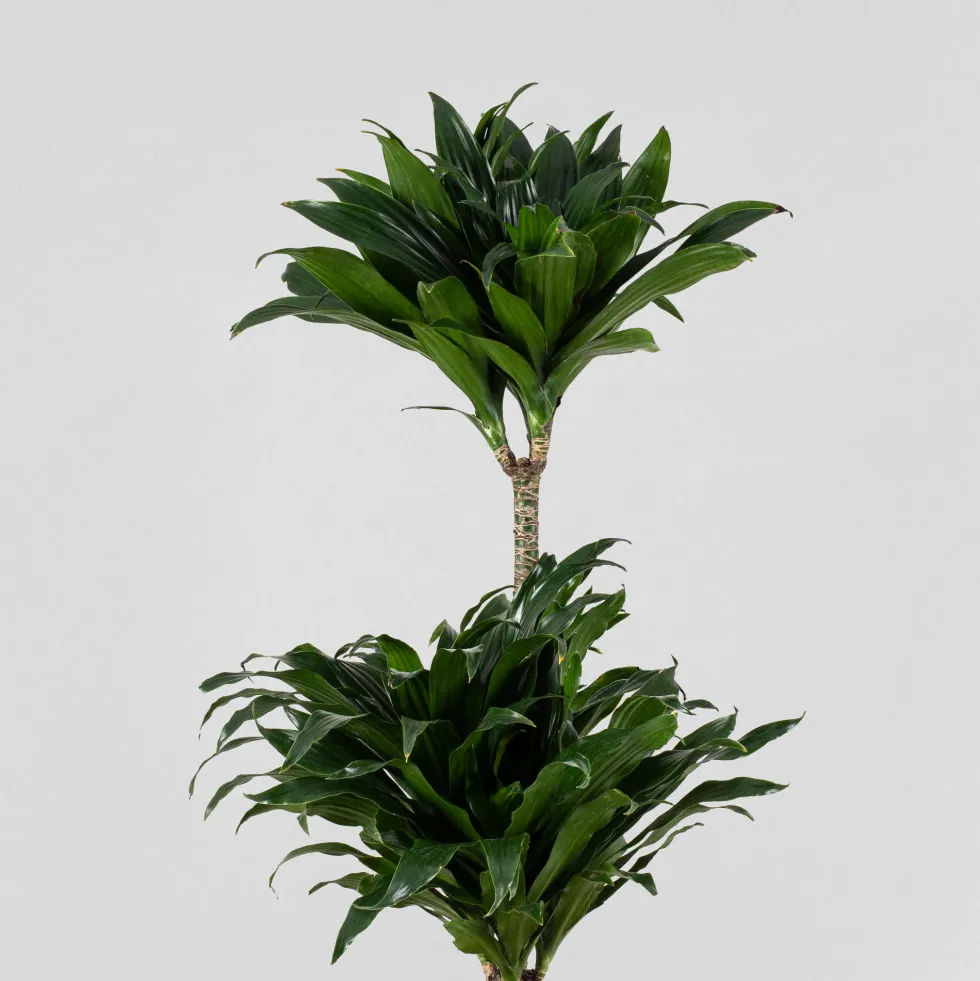 Dracaena fragrans 'Compacta'