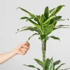 Dracaena fragrans 'Golden Coast'