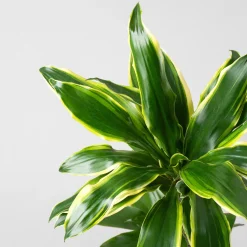 Dracaena fragrans 'Golden Coast'