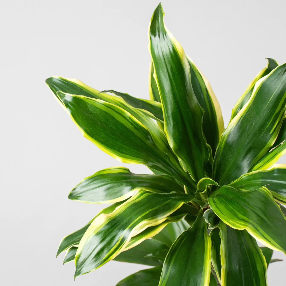 Dracaena fragrans 'Golden Coast'