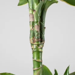 Dracaena fragrans 'Golden Coast'