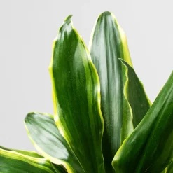 Dracaena fragrans 'Golden Coast'