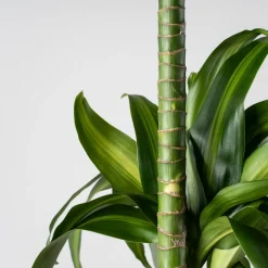 Dracaena fragrans 'Hawaiian Sunshine'