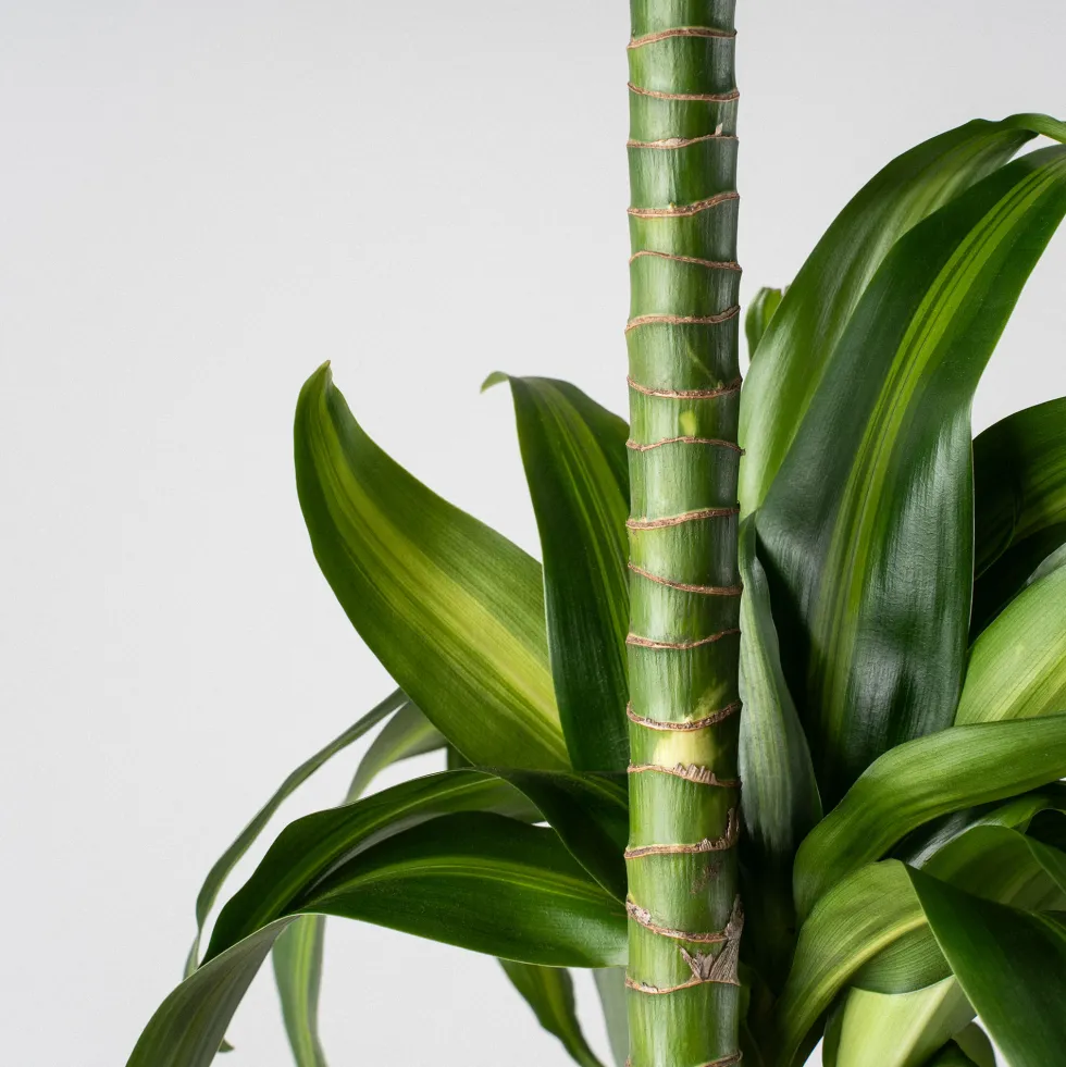 Dracaena fragrans 'Hawaiian Sunshine'