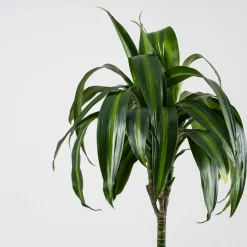 Dracaena fragrans 'Hawaiian Sunshine'