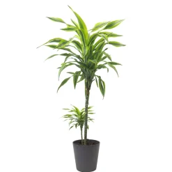 Dracaena fragrans 'Lemon Lime'