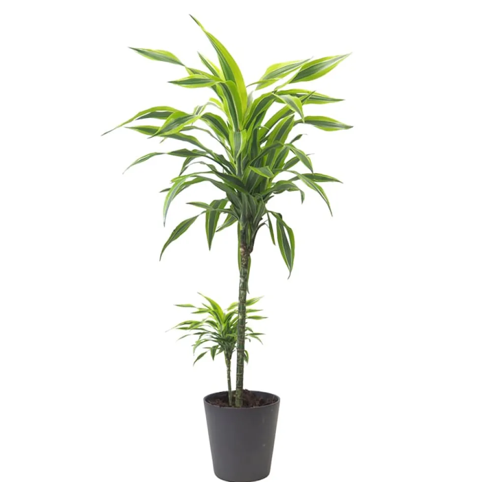 Dracaena fragrans 'Lemon Lime'