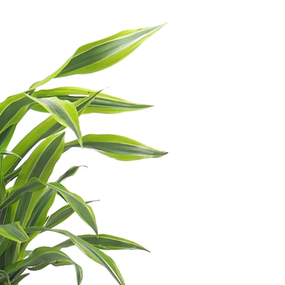Dracaena fragrans 'Lemon Lime'