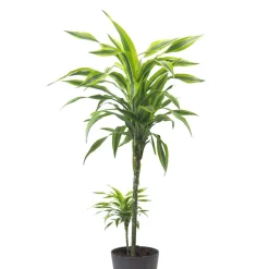 Dracaena fragrans 'Lemon Lime'