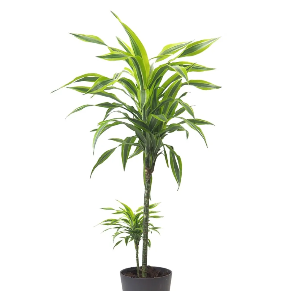 Dracaena fragrans 'Lemon Lime'