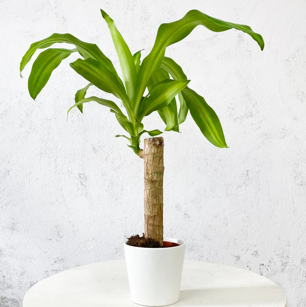 Dracaena fragrans 'Massangeana'