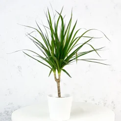 Dracaena marginata