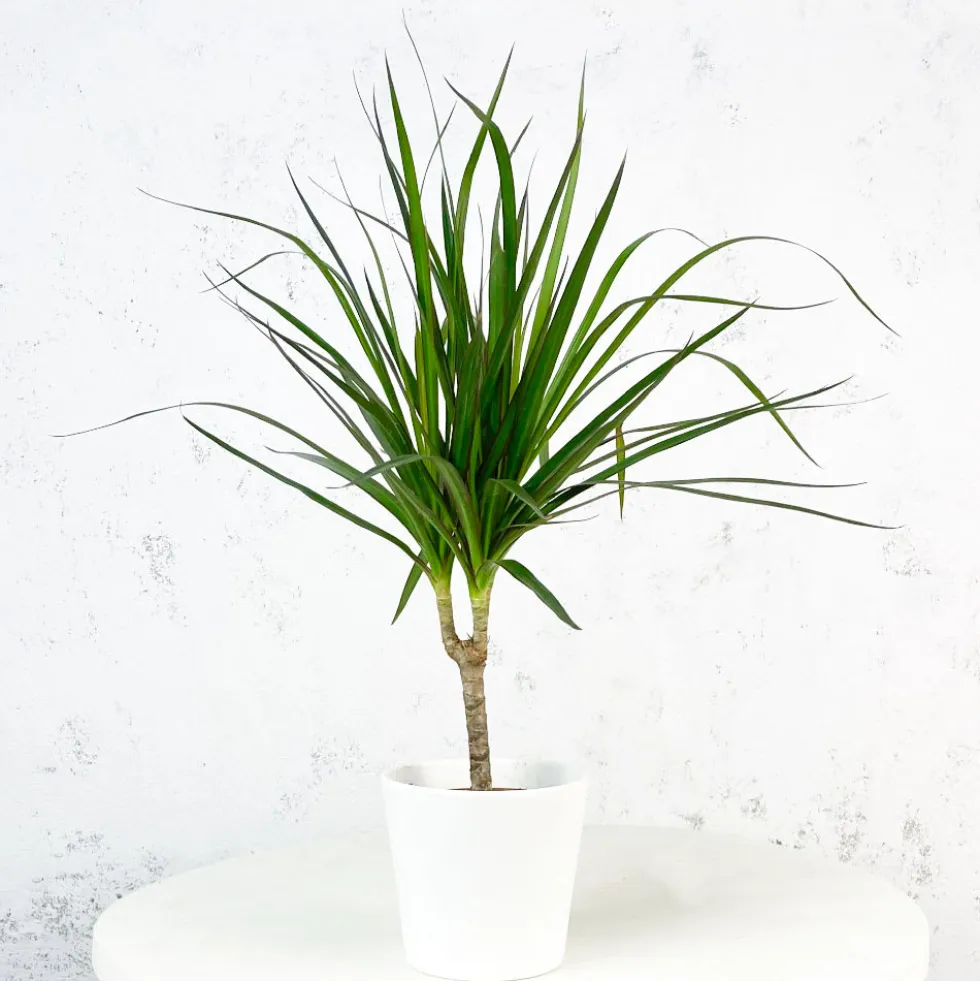 Dracaena marginata