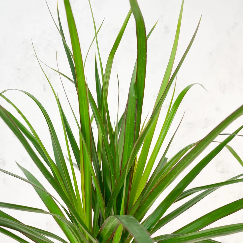 Dracaena marginata