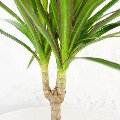 Dracaena marginata