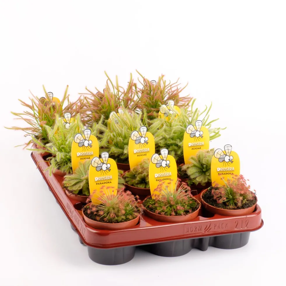 Drosera sp.