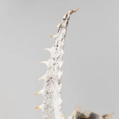 Dyckia marnier-lapostollei 'Grand Marnier'