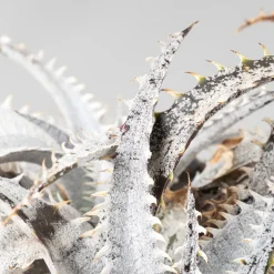 Dyckia marnier-lapostollei 'Grand Marnier'