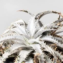 Dyckia marnier-lapostollei 'Grand Marnier'