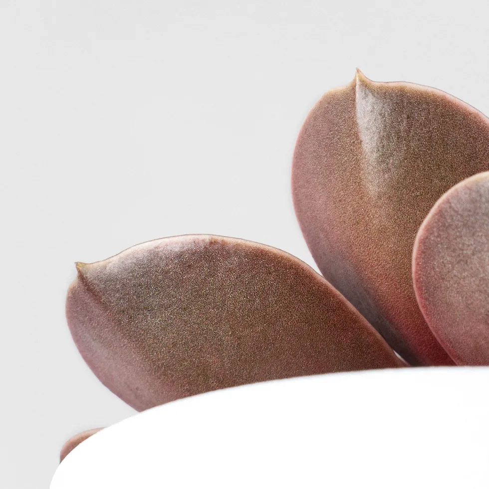 Echeveria 'Magic Red'