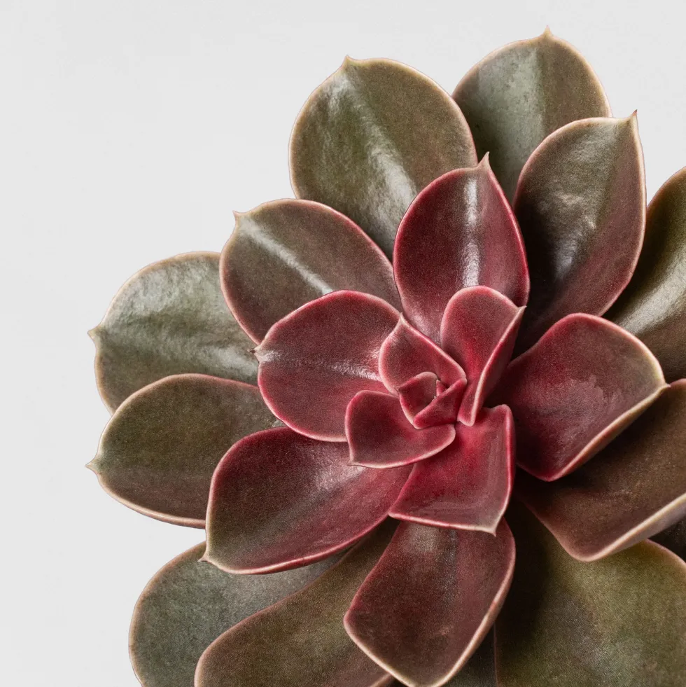 Echeveria 'Magic Red'