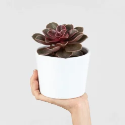 Echeveria 'Magic Red'