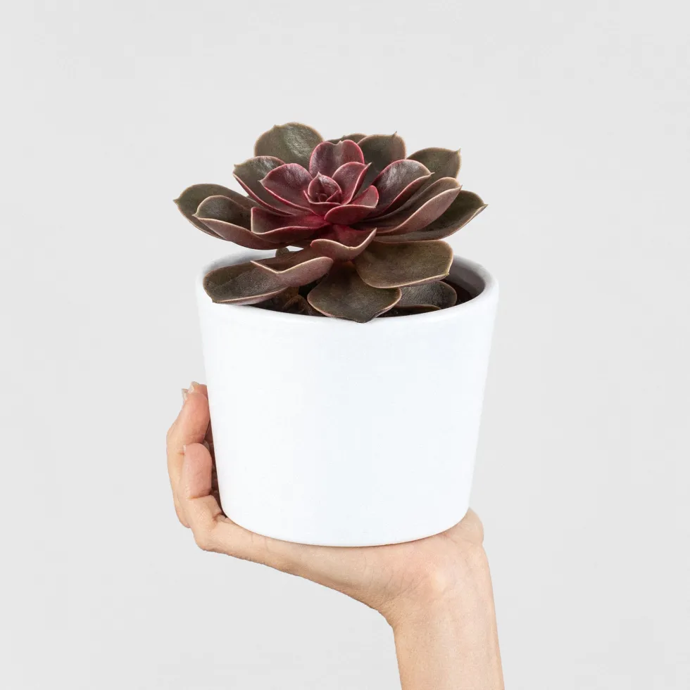 Echeveria 'Magic Red'