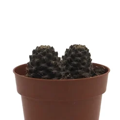 Echeveria (variadas)