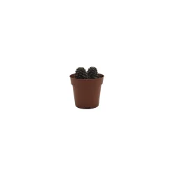 Echeveria (variadas)