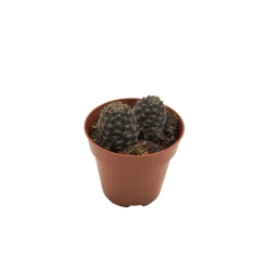 Echeveria (variadas)
