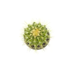 Echinocactus grusonii