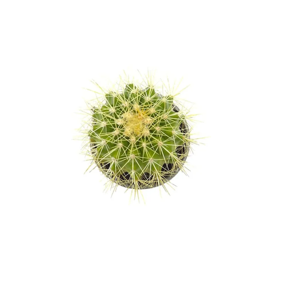 Echinocactus grusonii