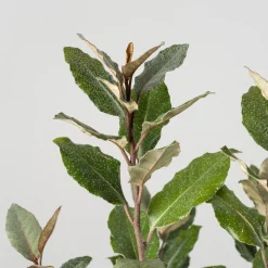 Elaeagnus x ebbingei 'Compacta'