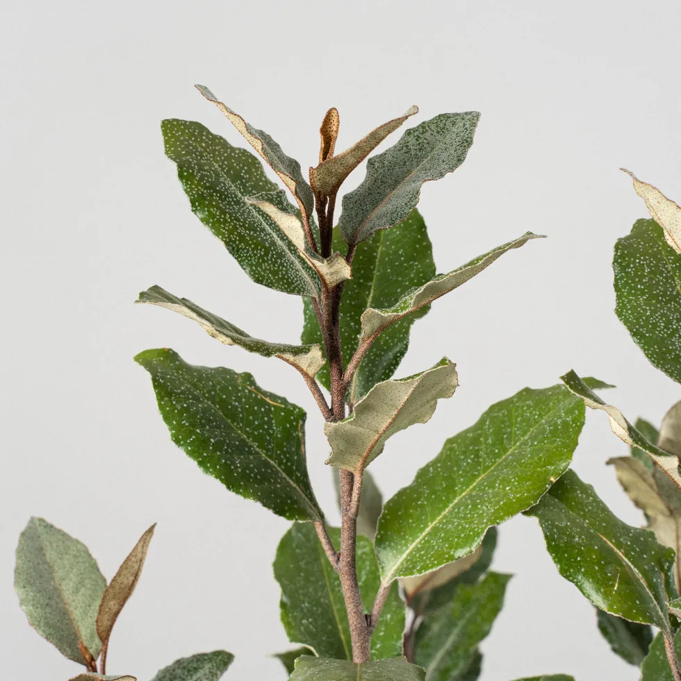 Elaeagnus x ebbingei 'Compacta'