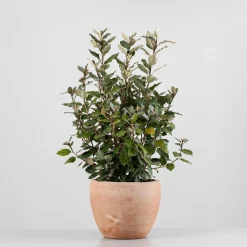 Elaeagnus x ebbingei 'Compacta'